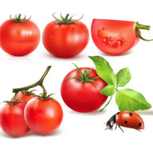 トマト、てんとう虫、葉 ベクターイラスト素材